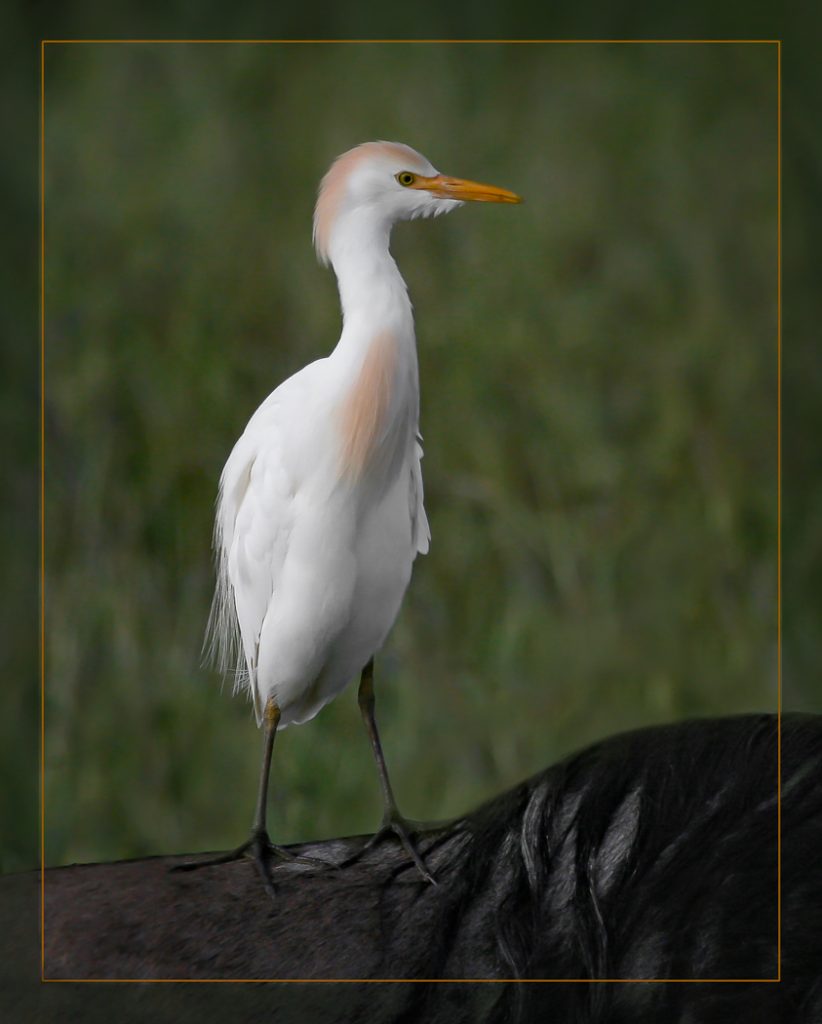 Next Zebra Take A Left - Judy Lanier